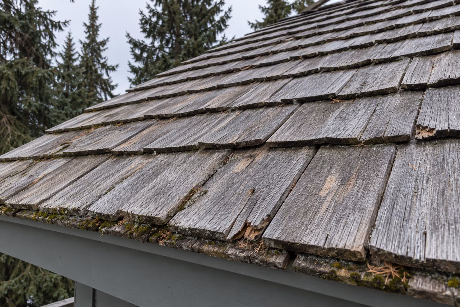 Worn cedar shake roof with moss and split shakes, Sand Lake